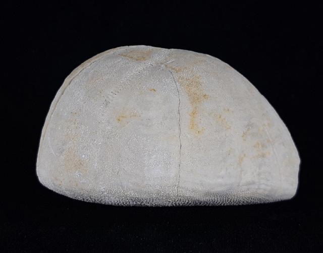 Hemipneustes striatoradiatus (LESKE 1778) - Bild © FossNet FossilienStore